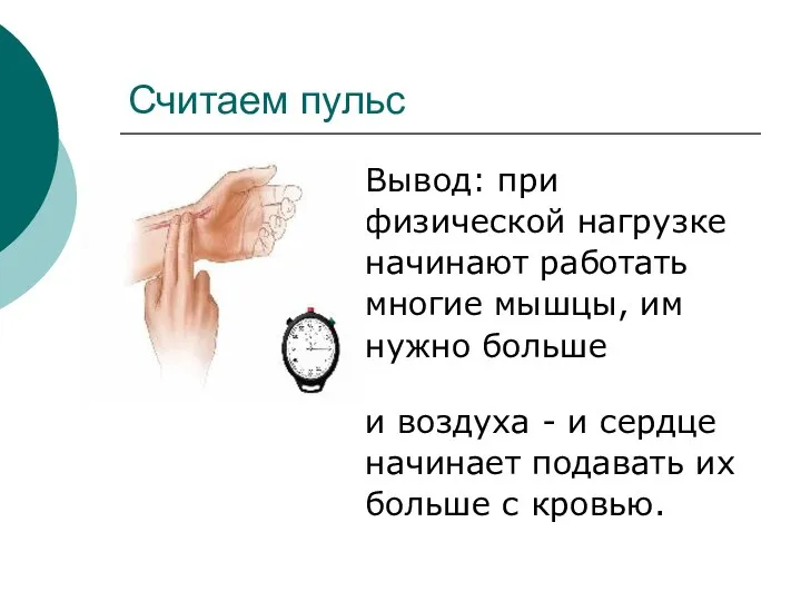 Считаем пульс Вывод: при физической нагрузке начинают работать многие мышцы,