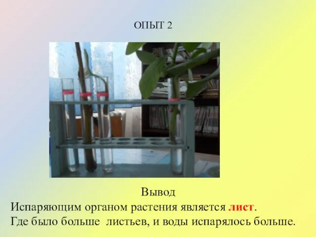 Вывод Испаряющим органом растения является лист. Где было больше листьев, и воды испарялось больше. ОПЫТ 2