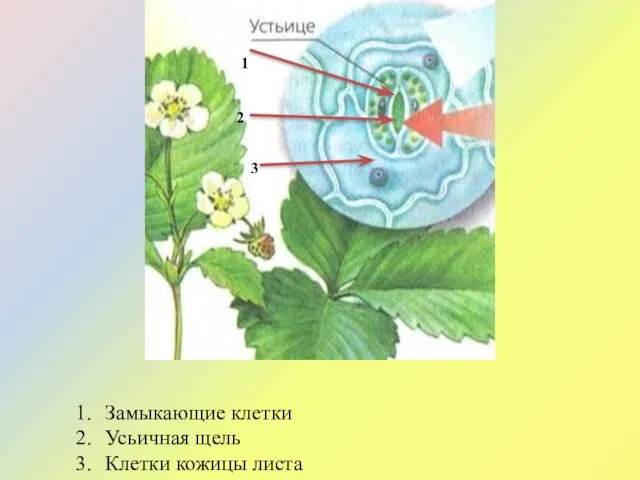 1 2 3 Замыкающие клетки Усьичная щель Клетки кожицы листа