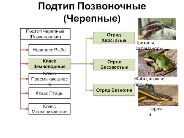 Подтип Позвоночные (Черепные) Подтип Черепные (Позвоночные) Надкласс Рыбы Класс Земноводные