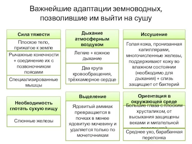 Важнейшие адаптации земноводных, позволившие им выйти на сушу Сила тяжести