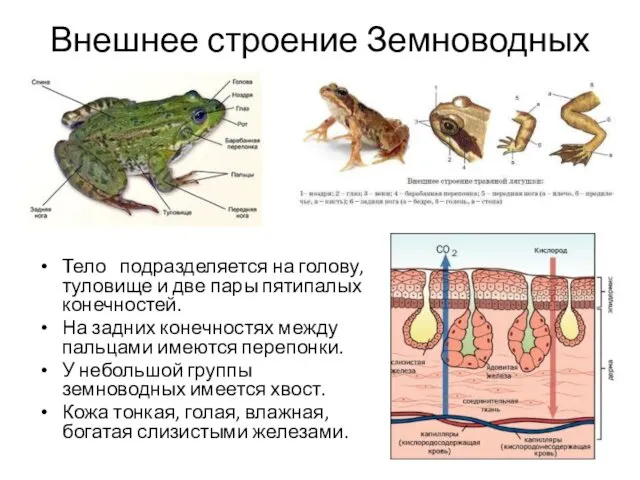 Внешнее строение Земноводных Тело подразделяется на голову, туловище и две