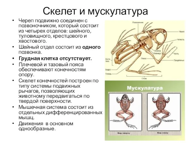 Скелет и мускулатура Череп подвижно соединен с позвоночником, который состоит