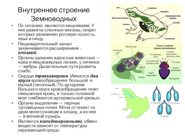 Внутреннее строение Земноводных По питанию являются хищниками. У них развиты