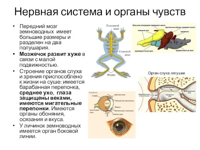 Нервная система и органы чувств Передний мозг земноводных имеет большие