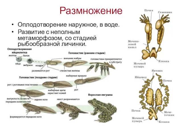 Размножение Оплодотворение наружное, в воде. Развитие с неполным метаморфозом, со стадией рыбообразной личинки.