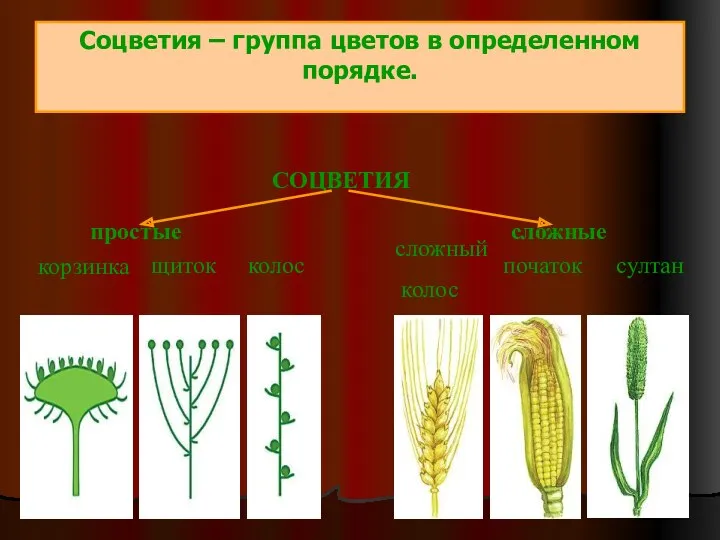 Соцветия – группа цветов в определенном порядке. СОЦВЕТИЯ простые сложные