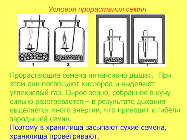 Прорастающие семена интенсивно дышат. При этом они поглощают кислород и выделяют углекислый газ.