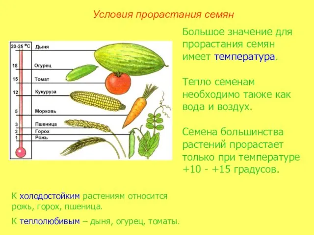 Большое значение для прорастания семян имеет температура. Тепло семенам необходимо