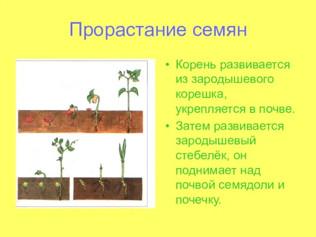Прорастание семян Корень развивается из зародышевого корешка, укрепляется в почве. Затем развивается зародышевый