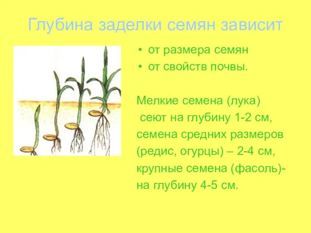 Глубина заделки семян зависит от размера семян от свойств почвы. Мелкие семена (лука)