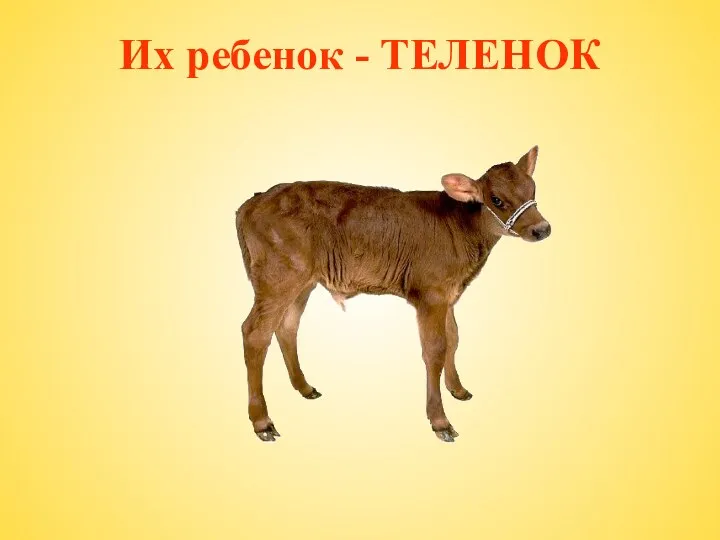 Их ребенок - ТЕЛЕНОК