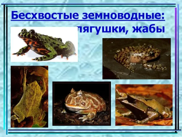 Бесхвостые земноводные: лягушки, жабы