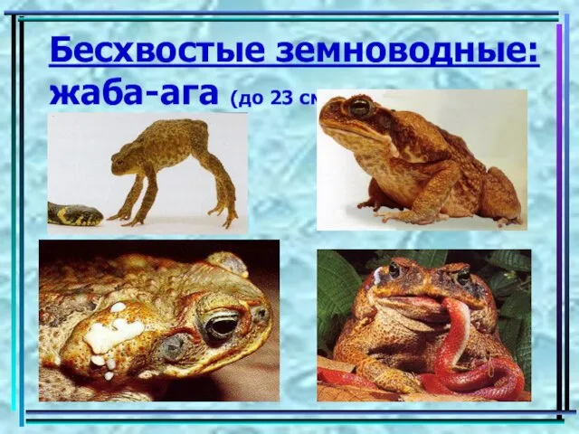 Бесхвостые земноводные: жаба-ага (до 23 см)
