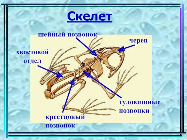 Скелет череп шейный позвонок крестцовый позвонок туловищные позвонки хвостовой отдел