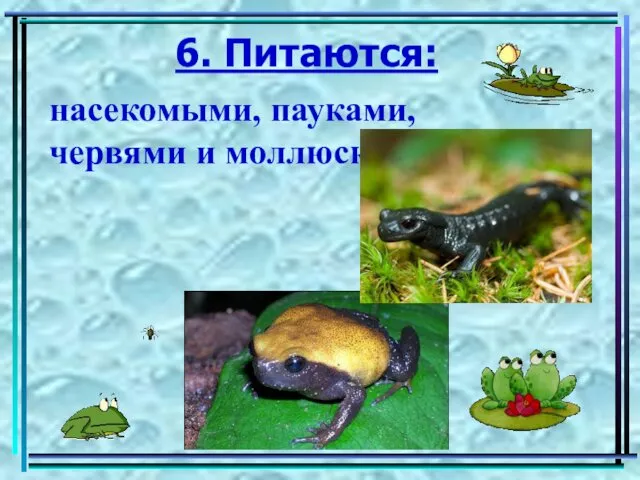 6. Питаются: насекомыми, пауками, червями и моллюсками