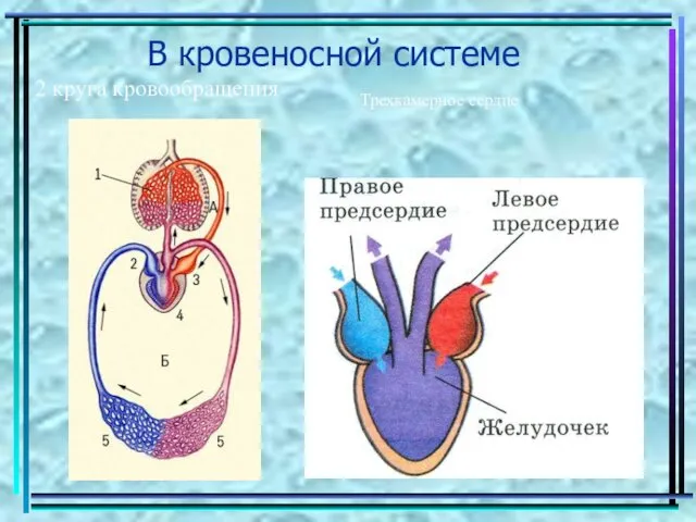 В кровеносной системе 2 круга кровообращения Трехкамерное сердце