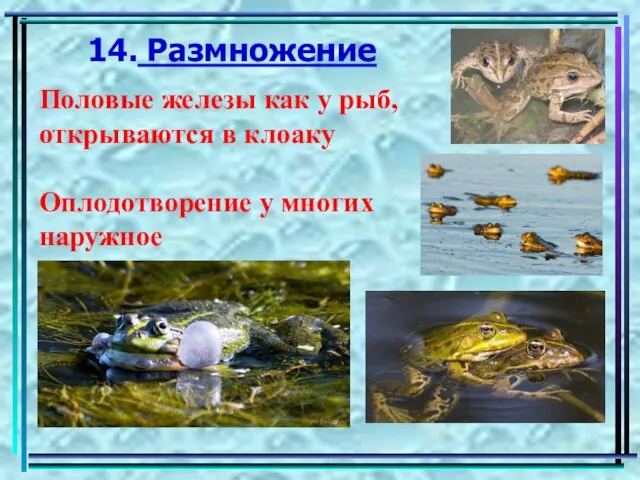 14. Размножение Половые железы как у рыб, открываются в клоаку Оплодотворение у многих наружное