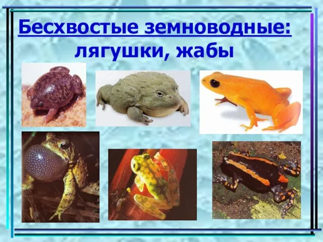 Бесхвостые земноводные: лягушки, жабы