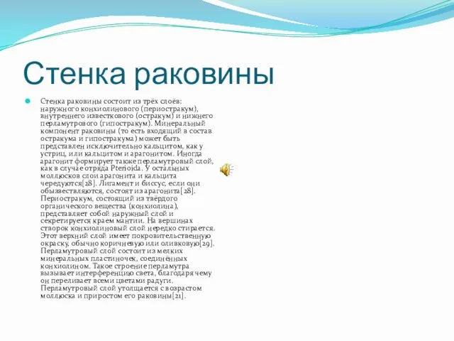 Стенка раковины Стенка раковины состоит из трёх слоёв: наружного конхиолинового