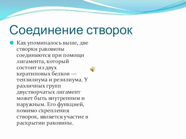 Соединение створок Как упоминалось выше, две створки раковины соединяются при