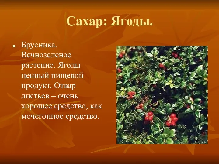 Сахар: Ягоды. Брусника. Вечнозеленое растение. Ягоды ценный пищевой продукт. Отвар