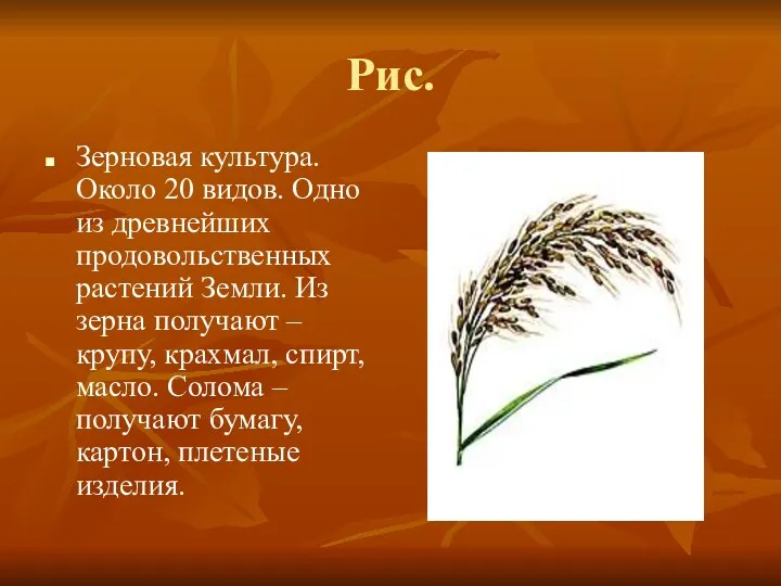 Рис. Зерновая культура. Около 20 видов. Одно из древнейших продовольственных