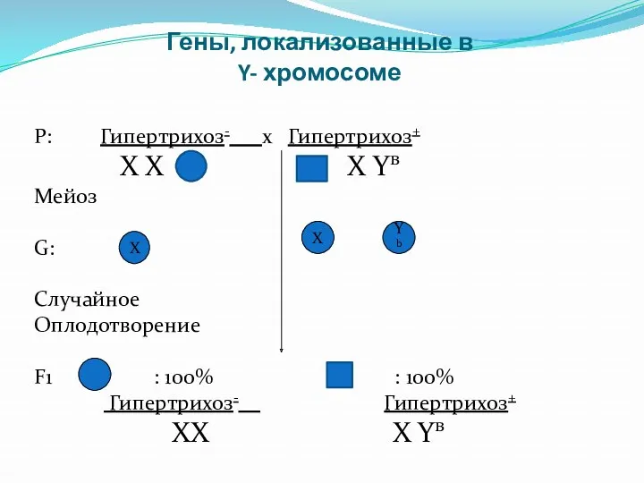 Гены, локализованные в Y- хромосоме P: Гипертрихоз- x Гипертрихоз+ Х