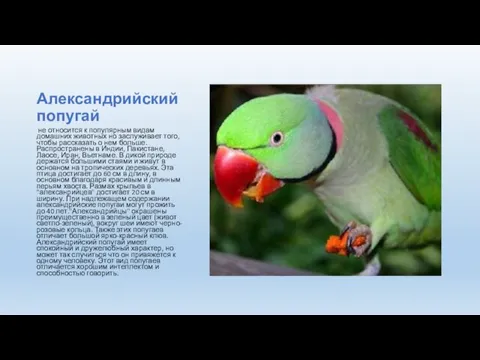 Александрийский попугай не относится к популярным видам домашних животных но