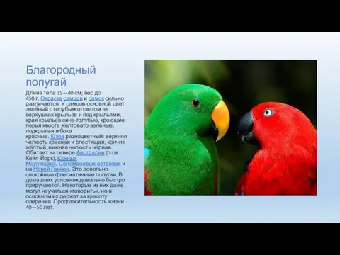 Благородный попугай Длина тела 35—40 см; вес до 450 г.