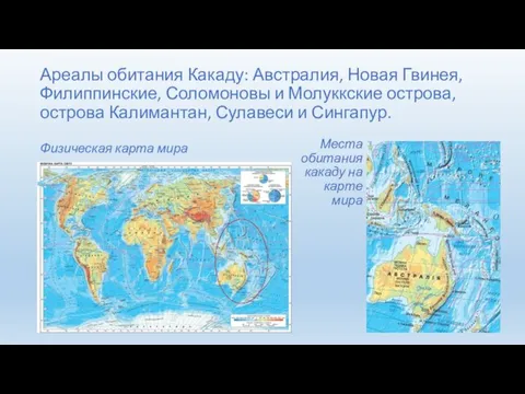 Ареалы обитания Какаду: Австралия, Новая Гвинея, Филиппинские, Соломоновы и Молуккские