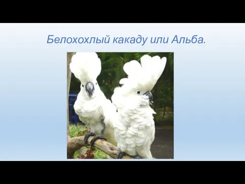 Белохохлый какаду или Альба.