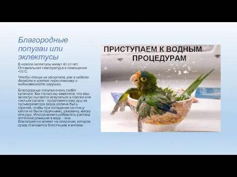 Благородные попугаи или эклектусы В неволе эклектусы живут 40-50 лет.