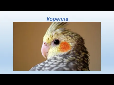 Корелла