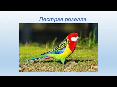 Пестрая розелла