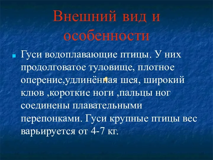 Внешний вид и особенности Гуси водоплавающие птицы. У них продолговатое