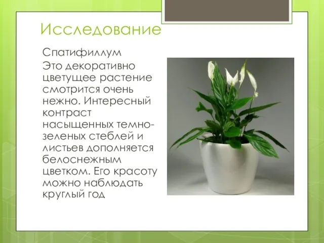 Исследование Спатифиллум Это декоративно цветущее растение смотрится очень нежно. Интересный контраст насыщенных темно-зеленых