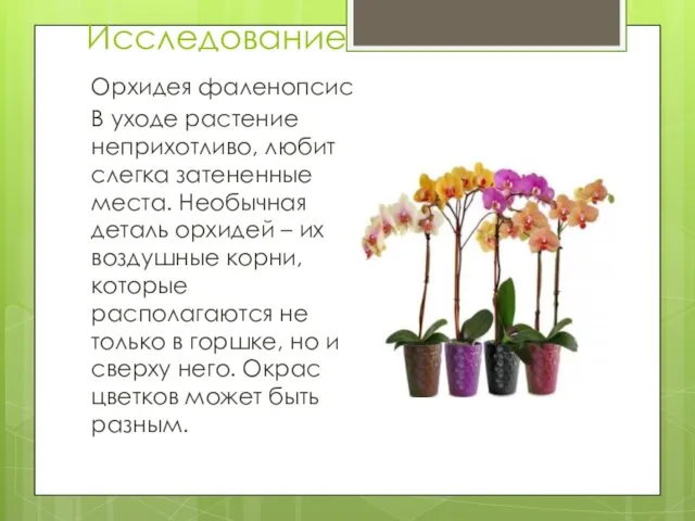 Исследование Орхидея фаленопсис В уходе растение неприхотливо, любит слегка затененные места. Необычная деталь