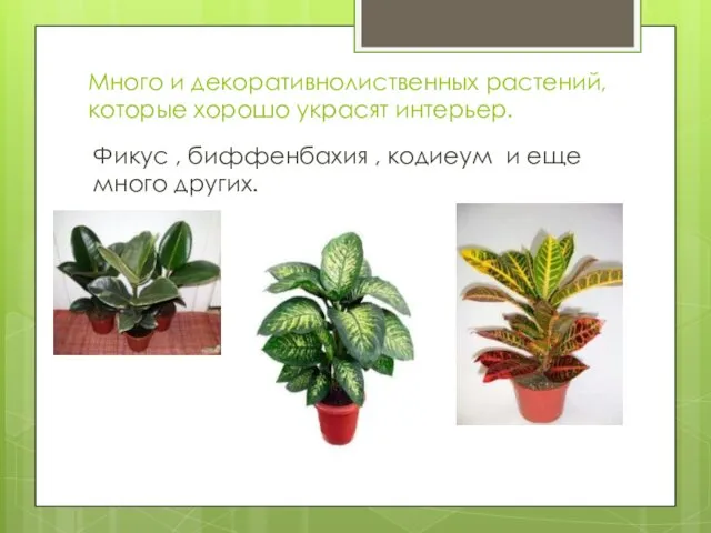 Много и декоративнолиственных растений, которые хорошо украсят интерьер. Фикус , биффенбахия , кодиеум