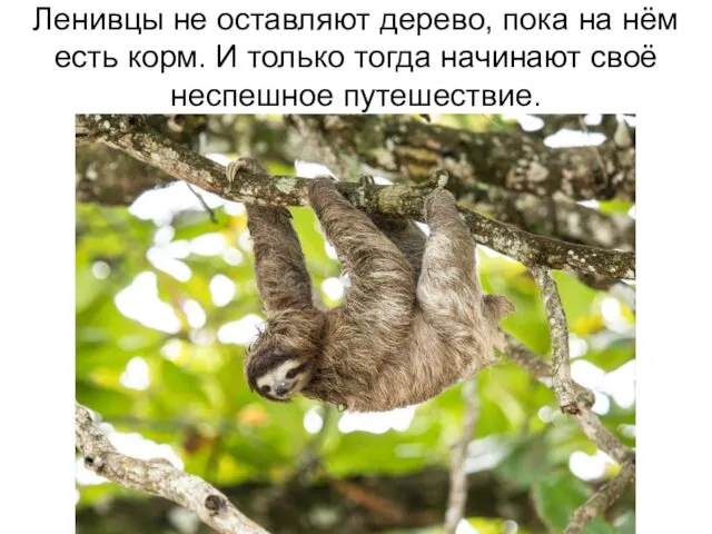 Ленивцы не оставляют дерево, пока на нём есть корм. И только тогда начинают своё неспешное путешествие.