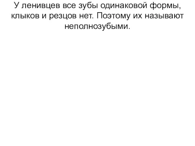 У ленивцев все зубы одинаковой формы, клыков и резцов нет. Поэтому их называют неполнозубыми.