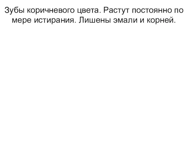 Зубы коричневого цвета. Растут постоянно по мере истирания. Лишены эмали и корней.