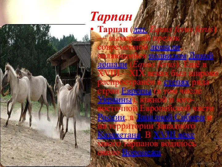 Тарпан Тарпа́н (лат. Equus ferus ferus) — вымерший предок современной