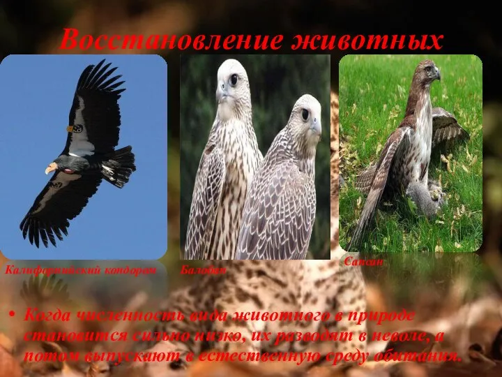 Восстановление животных Когда численность вида животного в природе становится сильно низко, их разводят