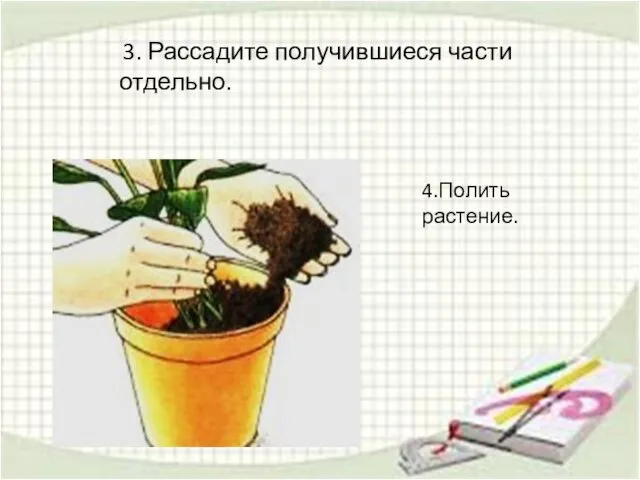 3. Рассадите получившиеся части отдельно. 4.Полить растение.