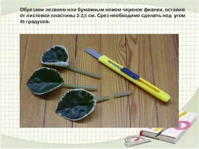 Обрезаем лезвием или бумажным ножом черенок фиалки, оставив от листовой пластины 2-2,5 см.
