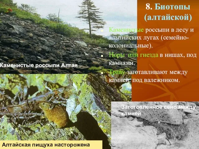 8. Биотопы (алтайской) Каменистые россыпи в лесу и альпийских лугах