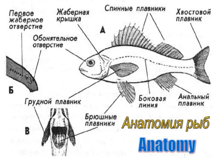 Анатомия рыб Anatomy