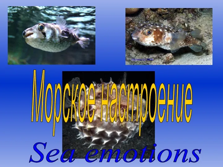 Морское настроение Sea emotions