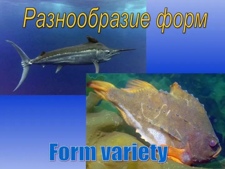 Form variety Разнообразие форм